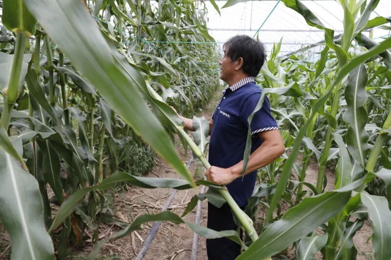 
上海儿科医院黄牛网上预约挂号,住院检查加快500000根！崇明芦穄今夏火爆出圈，累计卖掉这么多