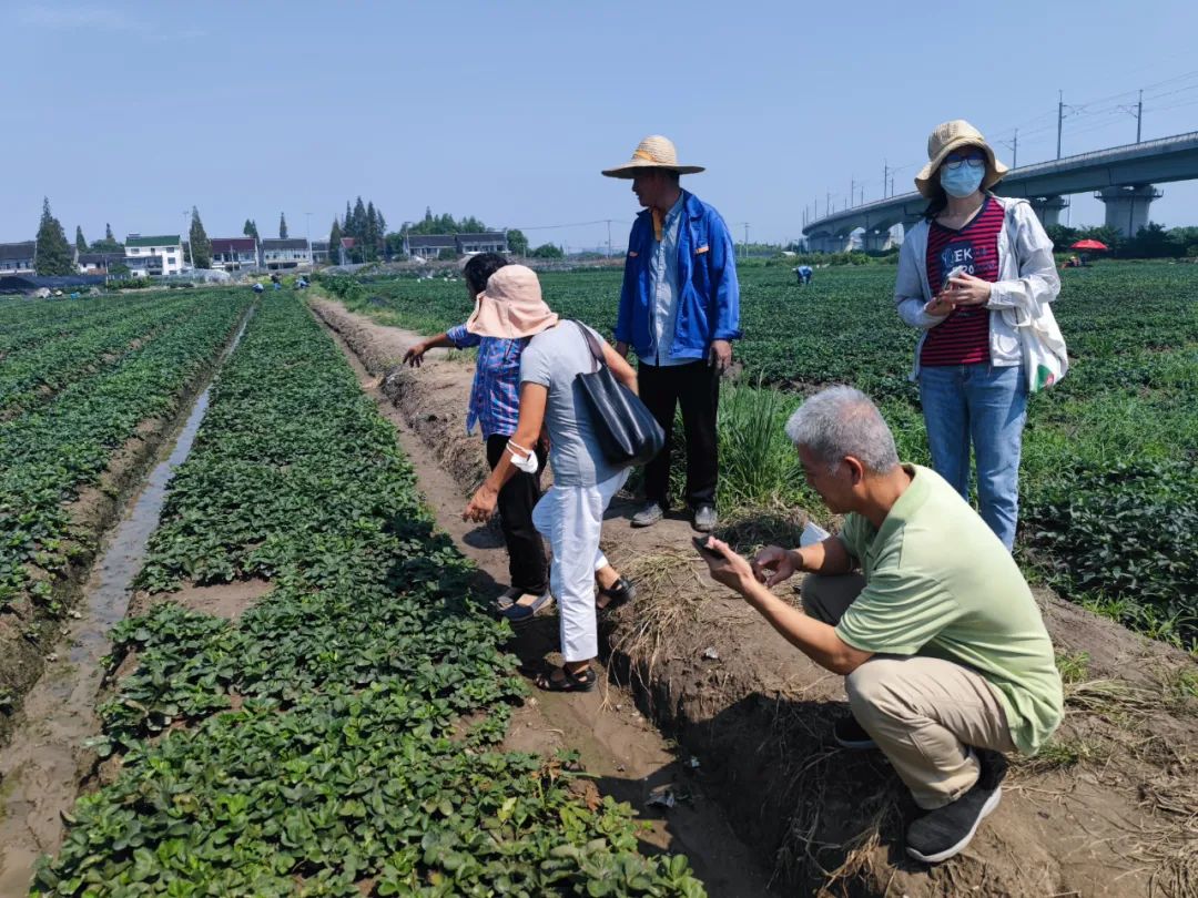 150亩草莓苗进棚，元旦前市民可尝鲜-ManBetX注册登录·(中国)