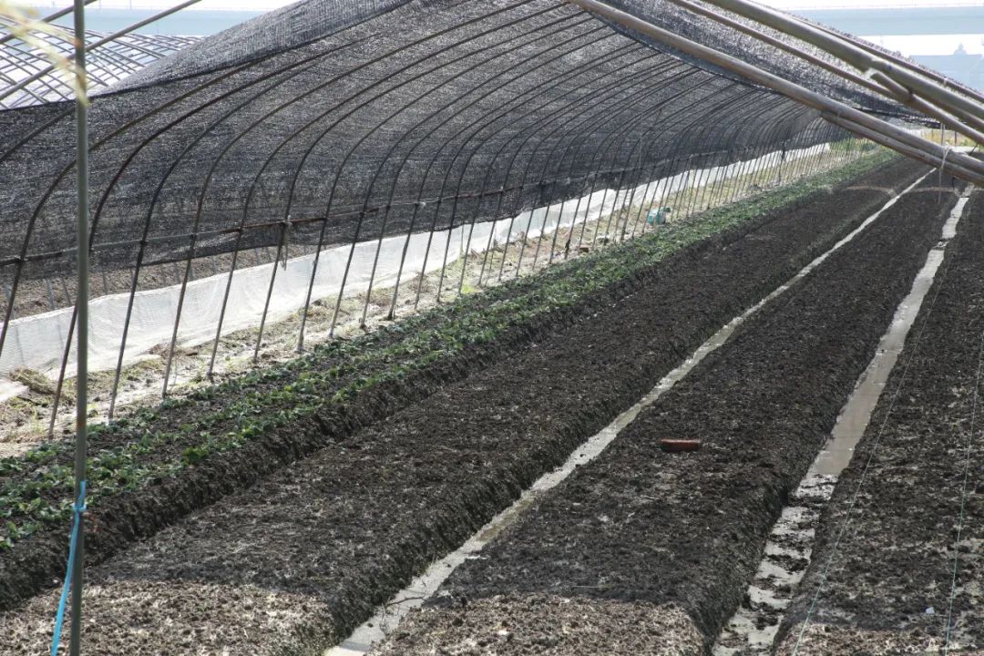 150亩草莓苗进棚，元旦前市民可尝鲜-万博·体育(ManBetX)