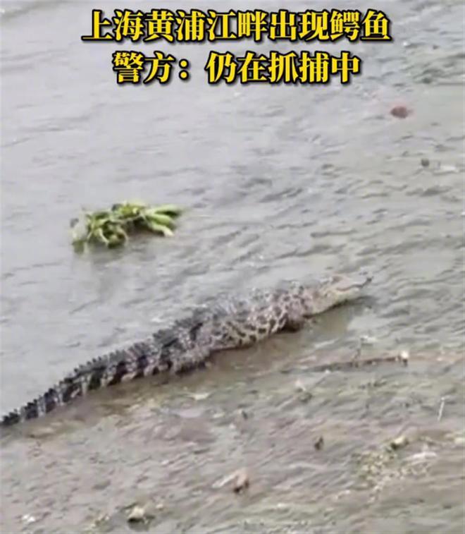 黄浦江出现的鳄鱼从哪来？市农业农村委：有三种可能性插图