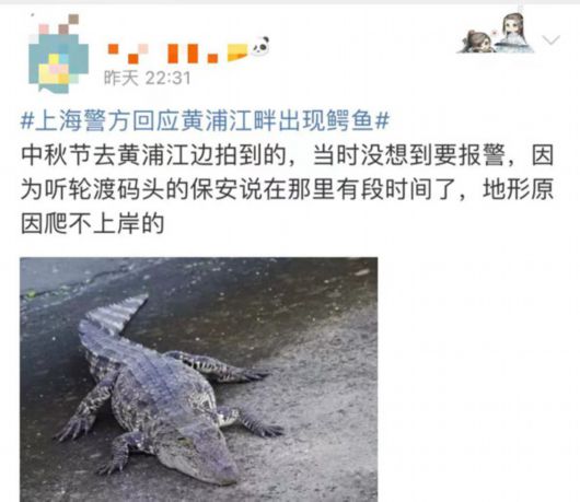 【城事】黄浦江边有鳄鱼晒太阳！网友：张嘴时挺可爱；是何品种、会不会伤人？插图6