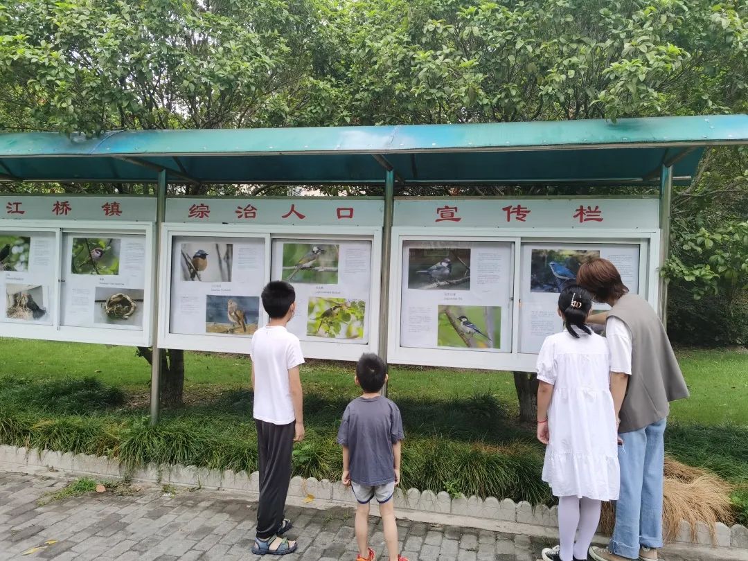 他在上海十余年拍摄了370多种鸟类 在嘉定这个小区就拍到了25种-万博·体育(ManBetX)
