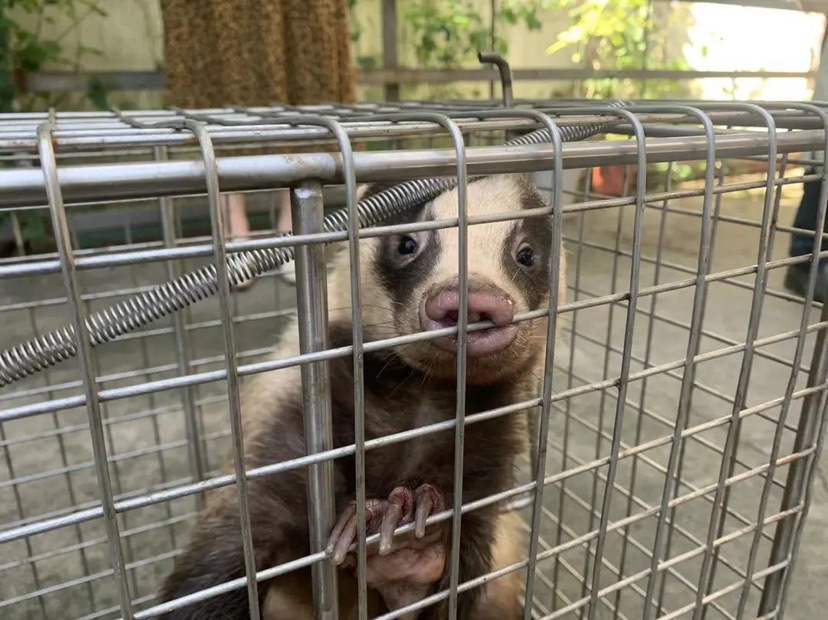 嘉定农田发现狗獾！已送动物园疗伤 为上海本土现存最大兽类插图