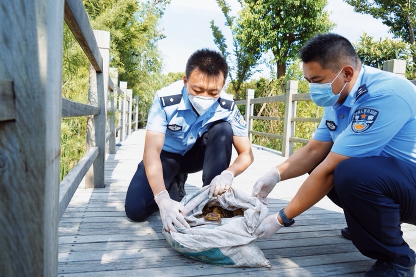 千万元级非法“熏拉丝”生意链被切断 14万余只中华大蟾蜍险些流向市民餐桌插图