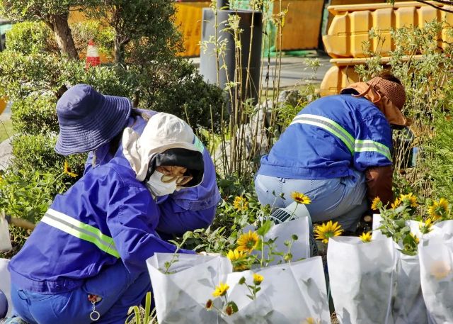 (金山街头20万余盆景观花卉焕新）插图1