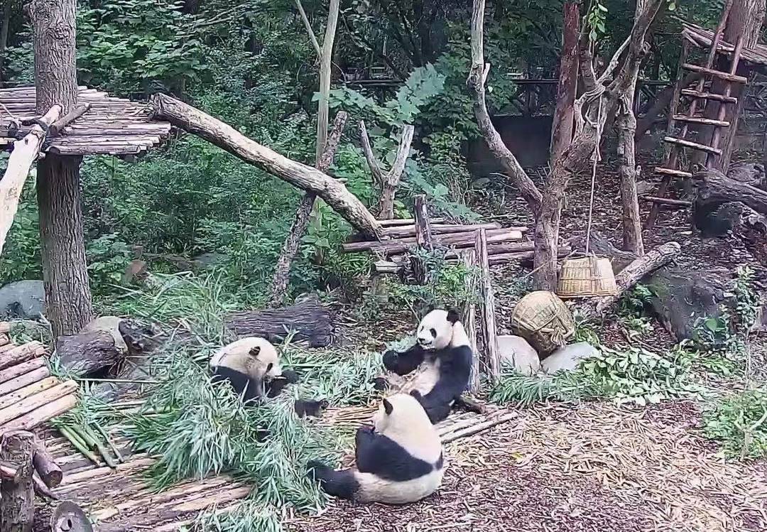(穿越1800公里，四川大熊猫为什么能登上奇迹号C位｜“奋进新时代”主题成就展）插图3
