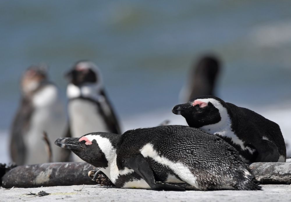 (南非近30只非洲企鹅死于禽流感）-泛亚电竞