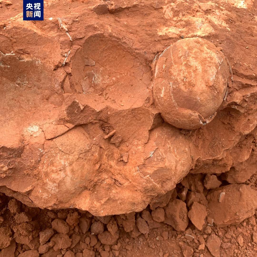(江西一工地上发现恐龙蛋化石 距今约7000万年）-泛亚电竞