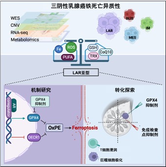 
上海肿瘤医院黄牛代挂号电话票贩子号贩子网上预约挂号,住院检查加快,从细胞死亡形式入手，上海专家找到最“毒”乳腺癌治疗新策略