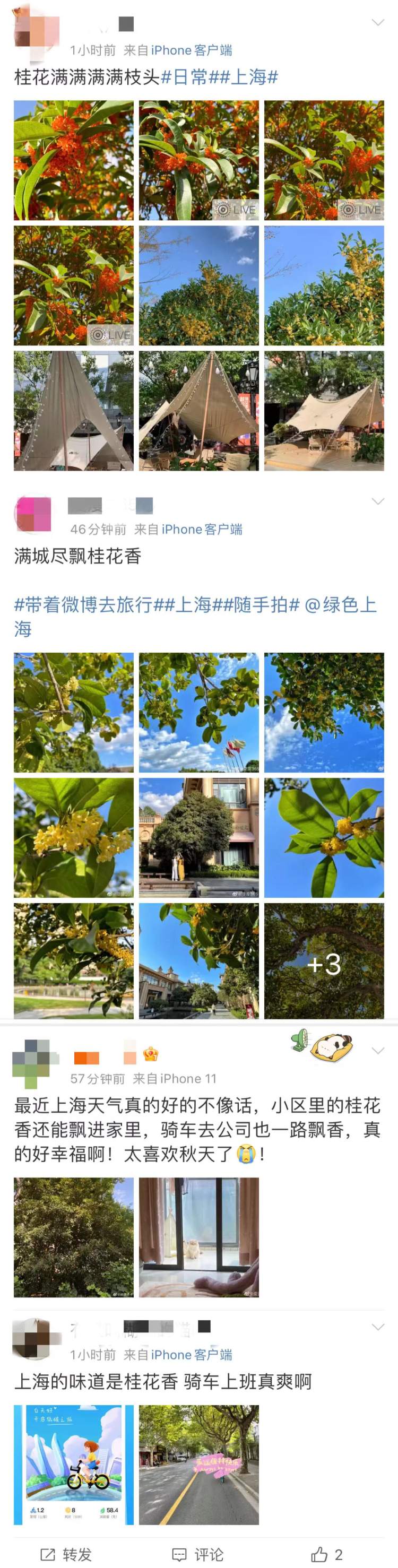 
广东省人民医院黄牛代挂号电话票贩子号贩子网上预约挂号,住院检查加快,满城桂花香带动桂花衍生食品热销，这波桂花预计可开到本月下旬