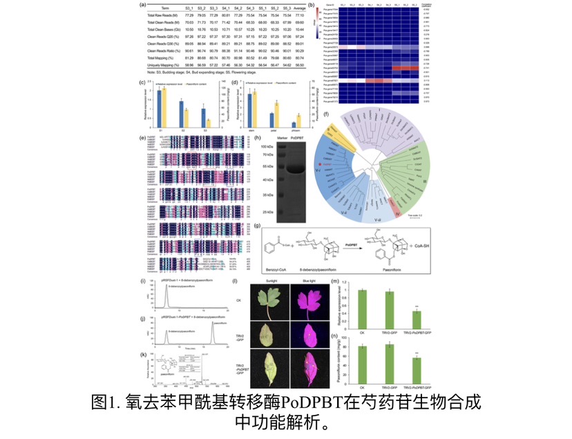 
广州中山一院黄牛代挂号电话票贩子号贩子网上预约挂号,住院检查加快,辰山植物园发布突破性研究成果 将有助推动中药基础原料芍药苷生产