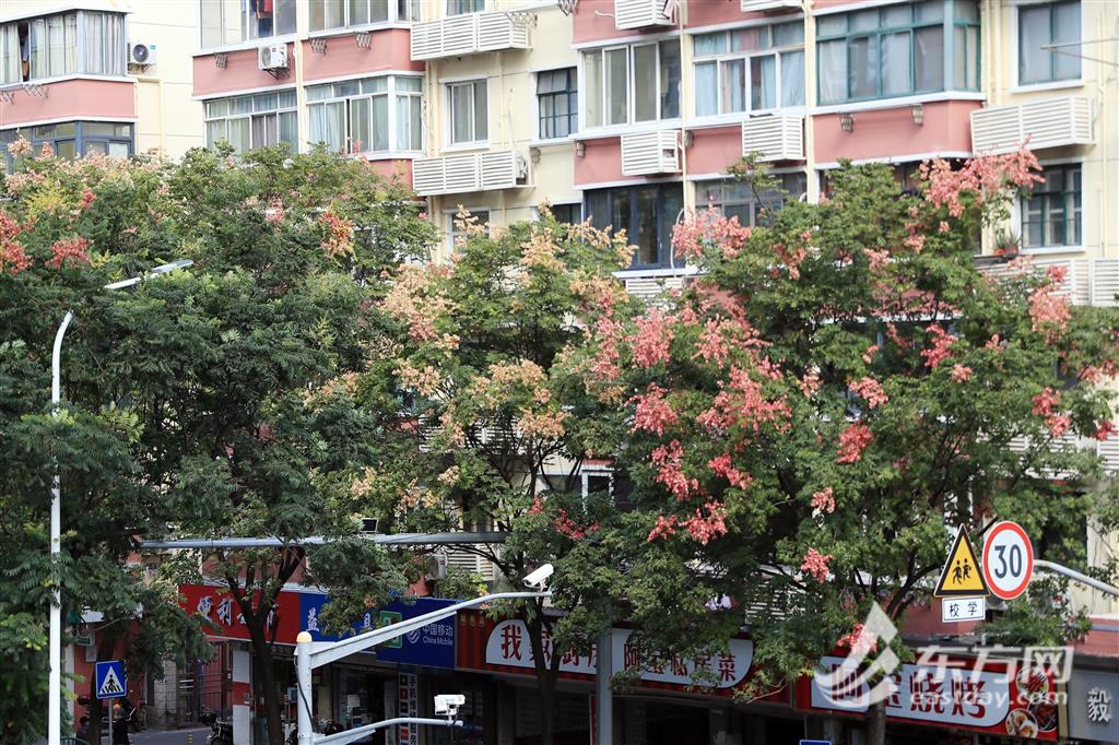 
广州口腔医院黄牛代挂号电话票贩子号贩子网上预约挂号,住院检查加快,黄花红果造就“最美地铁站” 这种上海常见的行道树今年突然出圈
