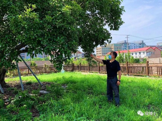 
北大医院黄牛代挂号电话票贩子号贩子网上预约挂号,住院检查加快,桂花味的日子里，这些古桂树也开花啦！