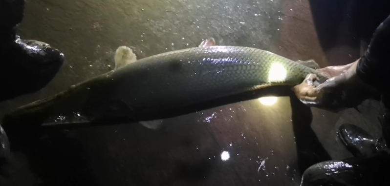 内蒙古乌海在黄河水域中发现76厘米鳄雀鳝，系当地首次发现-泛亚电竞