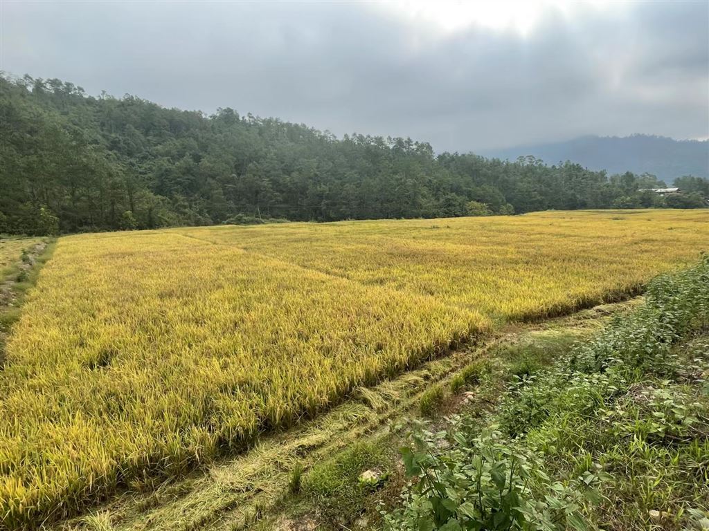 
杭州西溪医院黄牛代挂号电话票贩子号贩子网上预约挂号,住院检查加快,上海金山持续开展农技帮扶协作节水抗旱稻让云南镇沅的荒山变粮仓