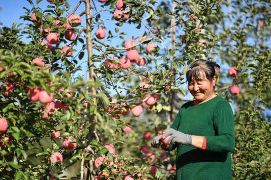 
北医六院黄牛代挂号电话票贩子号贩子网上预约挂号,住院检查加快,沿着总书记的足迹·新闻多一点丨延安苹果让老乡们生活越来越红火