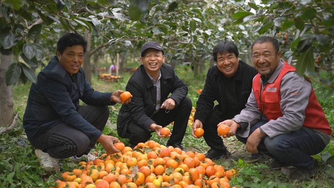 
北京肿瘤医院黄牛代挂号电话票贩子号贩子网上预约挂号,住院检查加快,新经济观察丨双十一电商大促开启 3300多吨滞销甜脆柿子从直播间走出大山