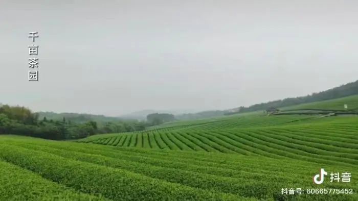 解伟视频中的随州景色。抖音视频截图 图片