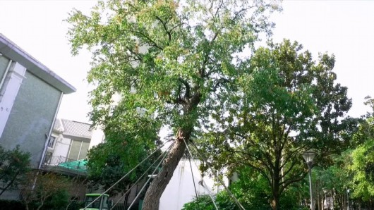 
北京同仁医院黄牛代挂号电话票贩子号贩子网上预约挂号,住院检查加快,全市稀有！在闸北公园遇见百年丝棉木