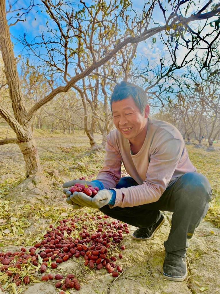 
上海龙华医院黄牛代挂号电话票贩子号贩子网上预约挂号,住院检查加快,初冬季申城市民餐桌又上架不少美味，新疆“枝头熟”红枣赏味期仅45天