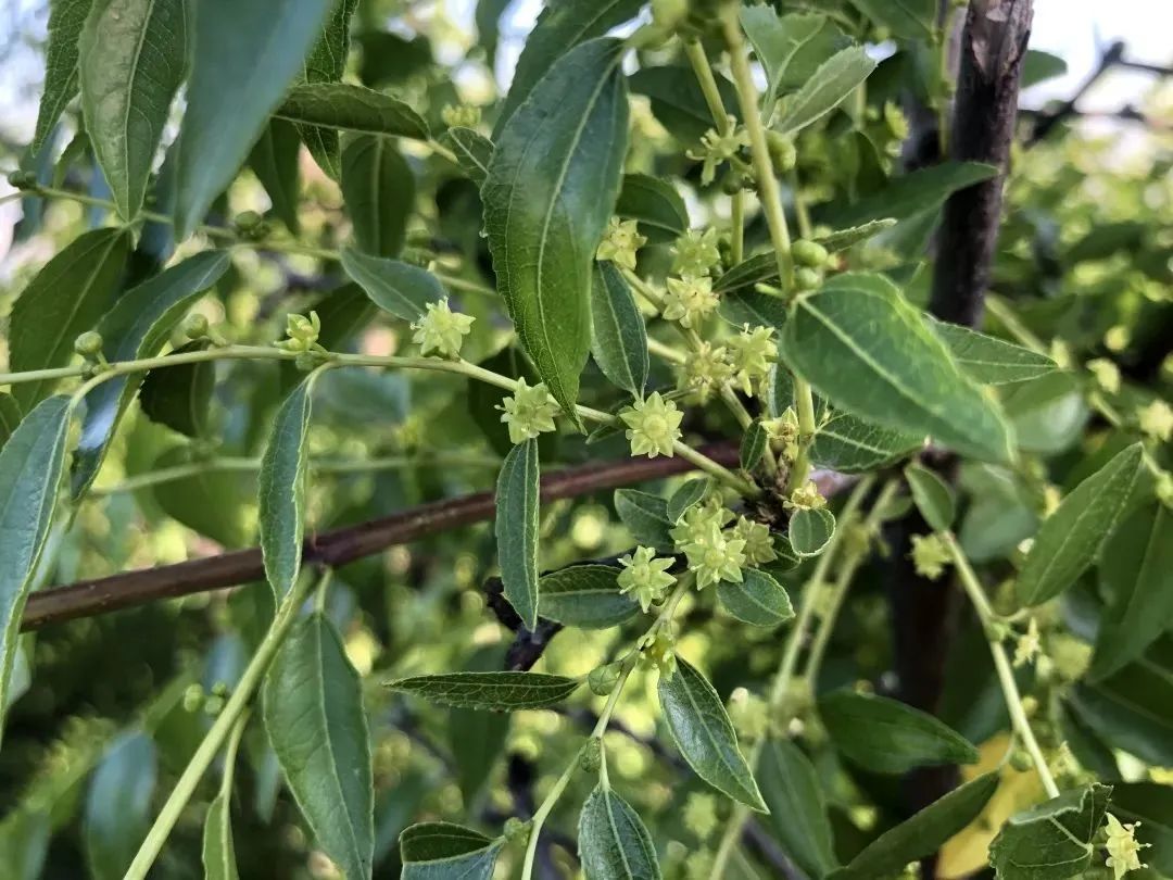 香山云科普|香山公园里的《诗经》植物—棘