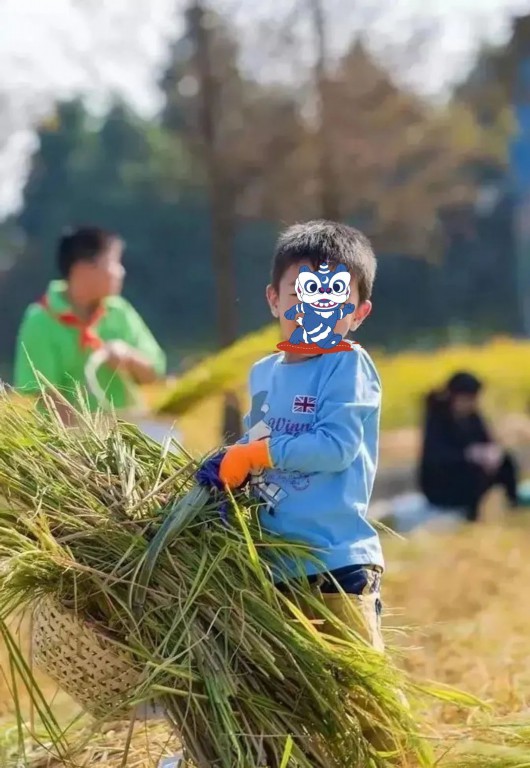 
上海龙华医院黄牛代挂号电话票贩子号贩子网上预约挂号,住院检查加快,终于等“稻”你，get宝山秋天的正确打开方式