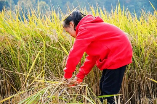 
上海龙华医院黄牛代挂号电话票贩子号贩子网上预约挂号,住院检查加快,终于等“稻”你，get宝山秋天的正确打开方式