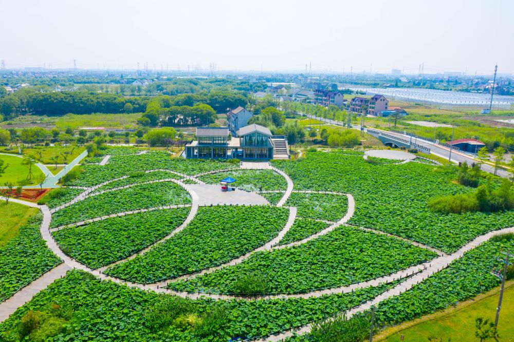 金山漕泾郊野公园宣布开园，里面藏着上海版“羊角村”…-泛亚电竞