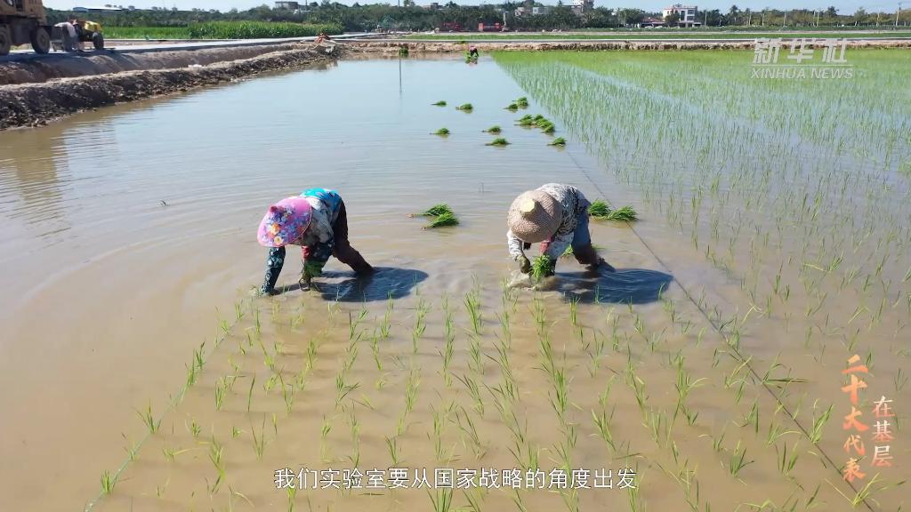 
北京大学肿瘤医院黄牛代挂号电话票贩子号贩子网上预约挂号,住院检查加快,二十大代表在基层｜杨新泉：在南繁沃土上追光逐梦