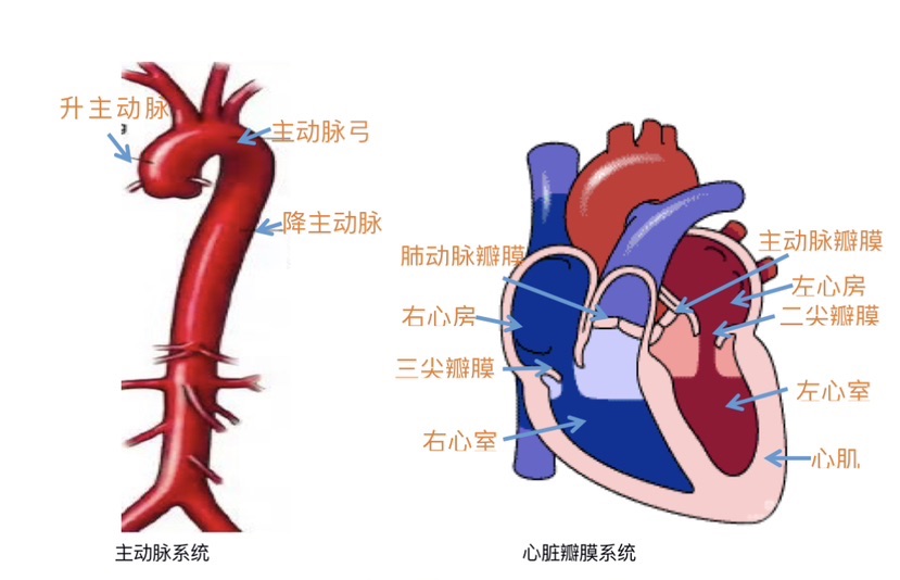 
浙江省中医院黄牛代挂号电话票贩子号贩子网上预约挂号,住院检查加快,科普｜心血管外科医生带你走进“心门”