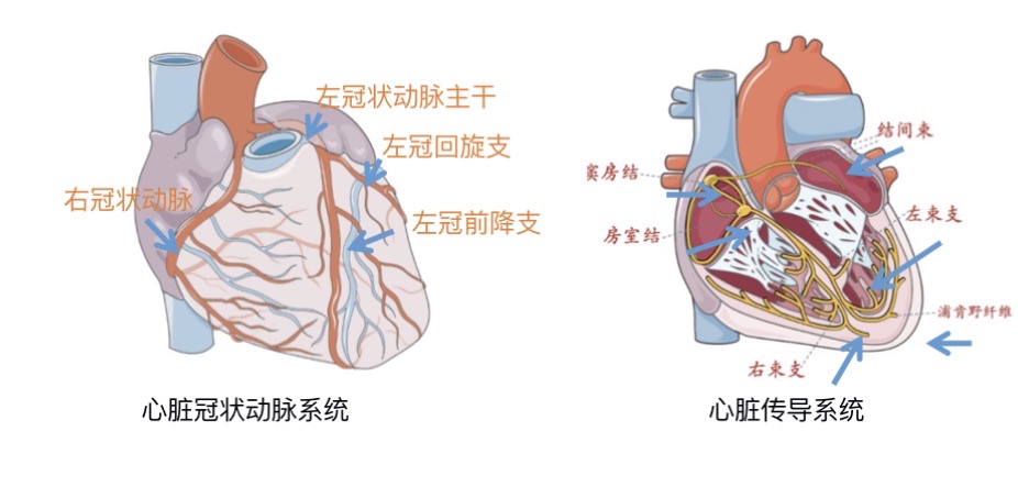 
浙江省中医院黄牛代挂号电话票贩子号贩子网上预约挂号,住院检查加快,科普｜心血管外科医生带你走进“心门”