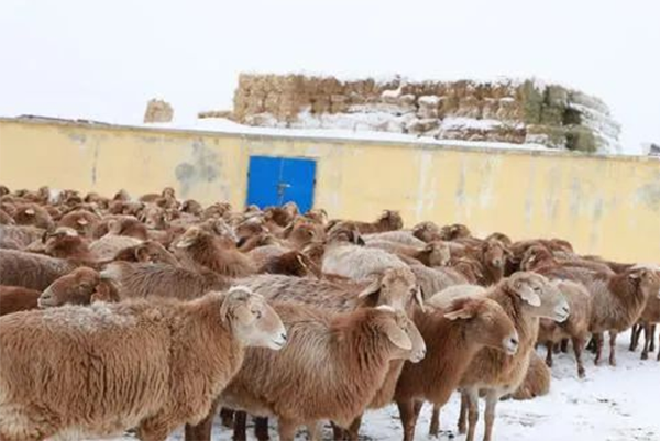 新疆多地公布冬季转场进展，要求强降雪考验下确保安全