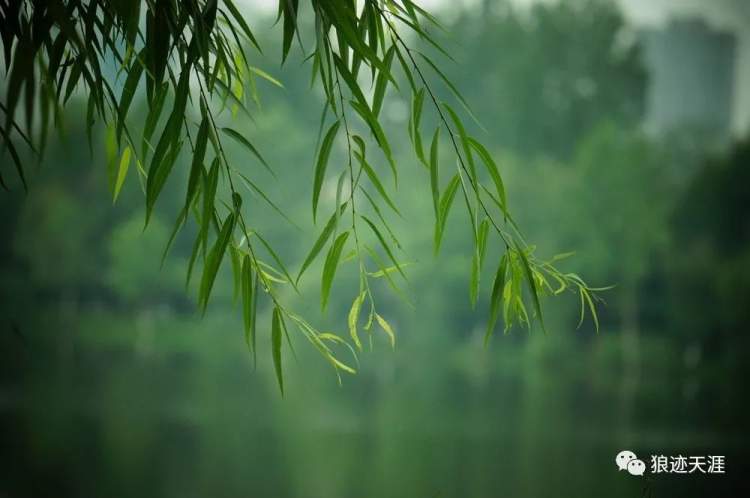 
南京各大医院黄牛代挂号电话票贩子号贩子网上预约挂号,住院检查加快,农历中国 | 十一月初六 · 柳编