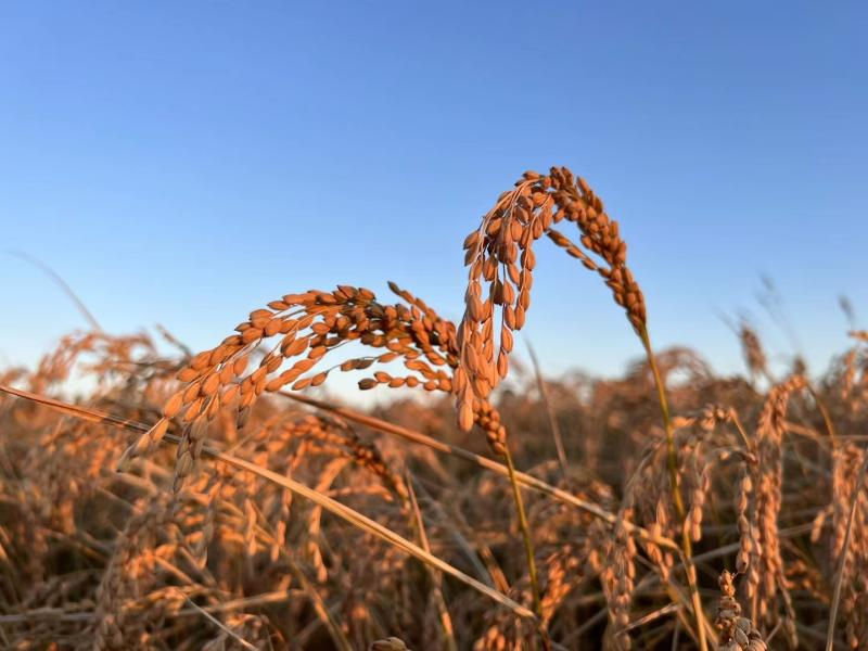 
成都华西医院黄牛代挂号电话票贩子号贩子网上预约挂号,住院检查加快,新华全媒＋丨端稳中国饭碗，产粮第一大省底气足！