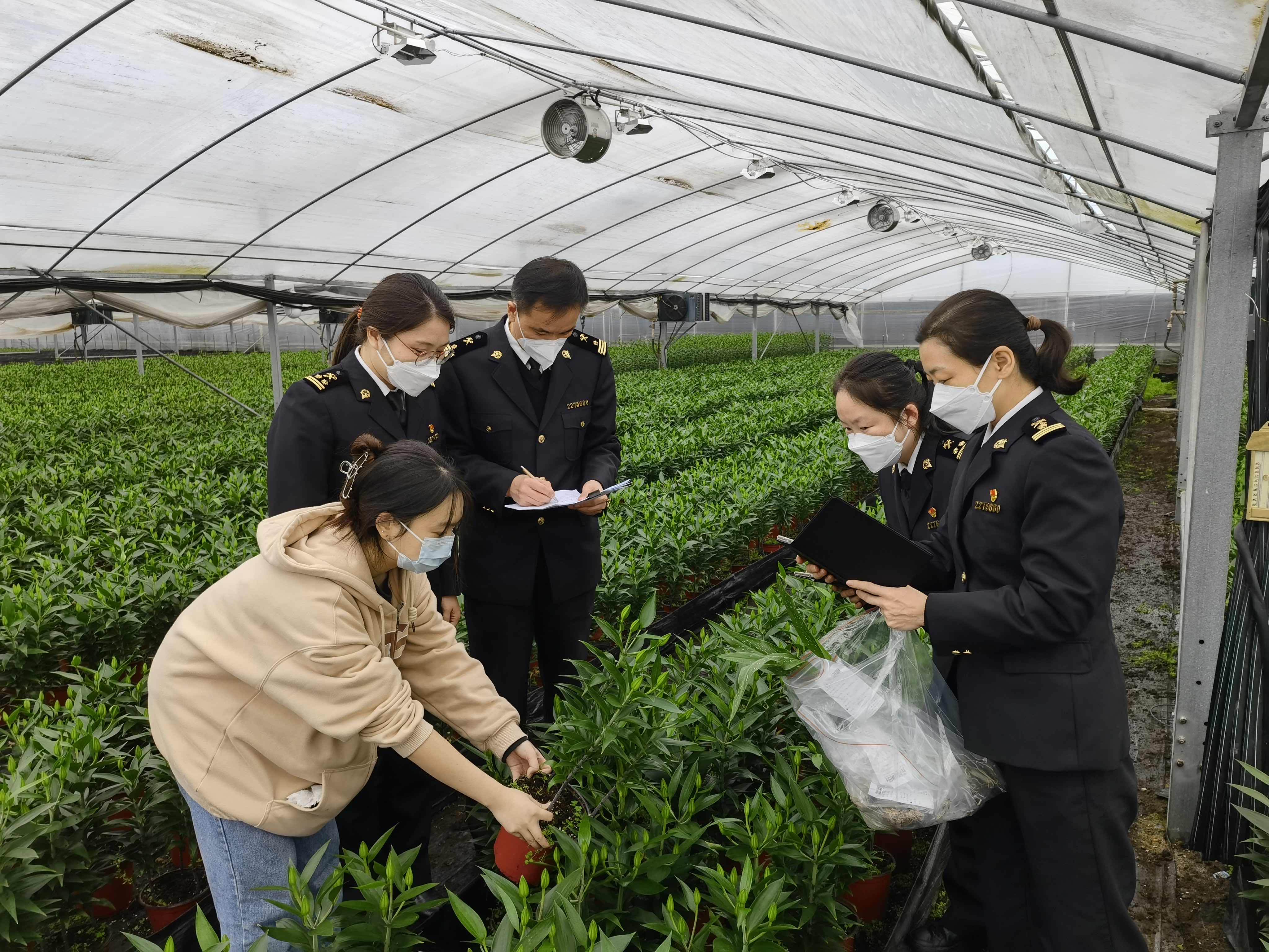 
浙江中医药第二医院黄牛代挂号电话票贩子号贩子网上预约挂号,住院检查加快,助力花卉种苗出口，上海海关加班加点为企业服务