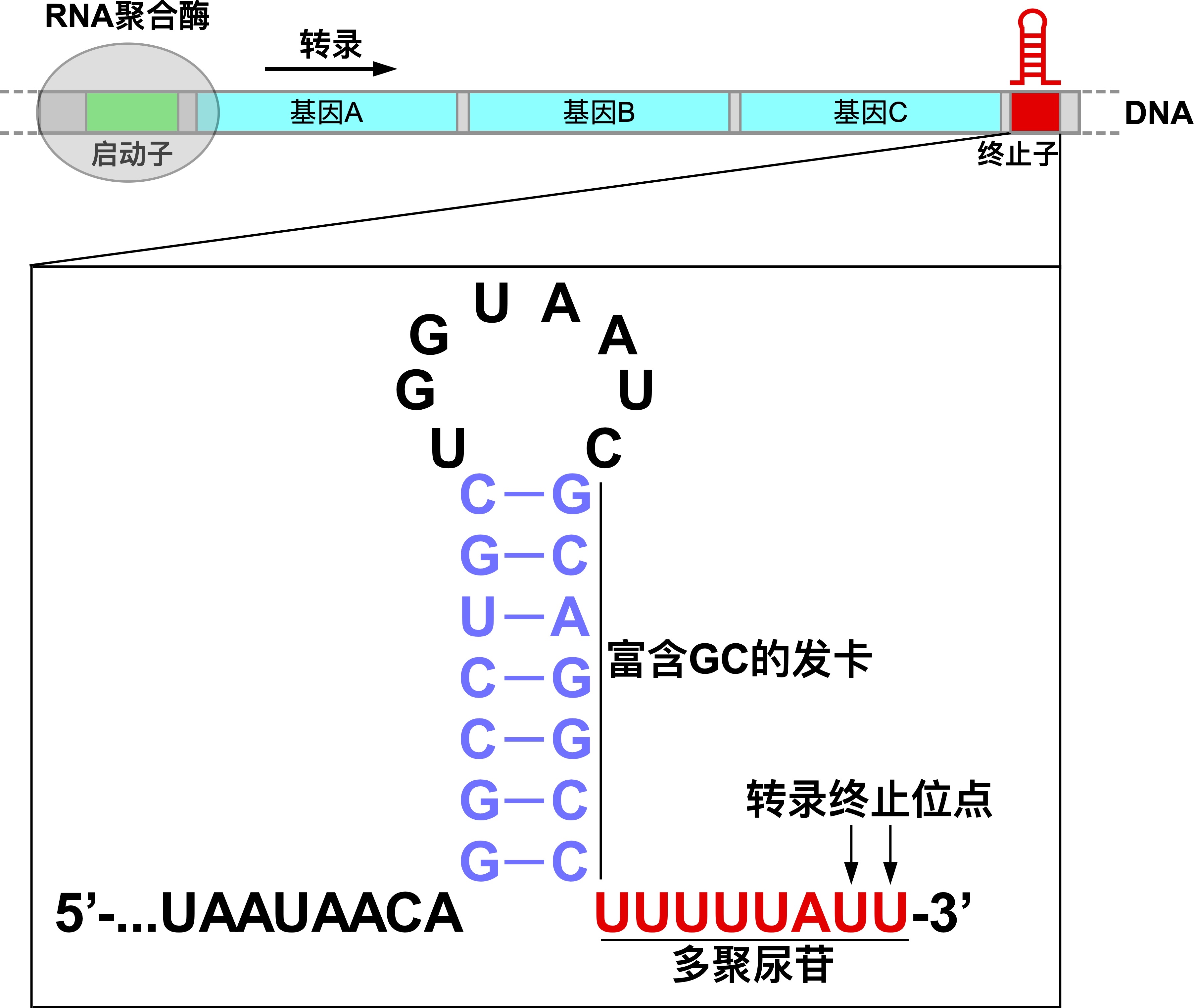 
广州市第一人民医院黄牛代挂号电话票贩子号贩子网上预约挂号,住院检查加快,上海科学家揭示了基因转录终止的机制，发表于《自然》杂志