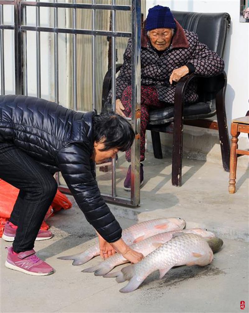 
北京安定医院黄牛代挂号电话票贩子号贩子网上预约挂号,住院检查加快,过年捕鱼“吉庆有鱼”：奉贤南桥华严村村民三年分享8吨年鱼