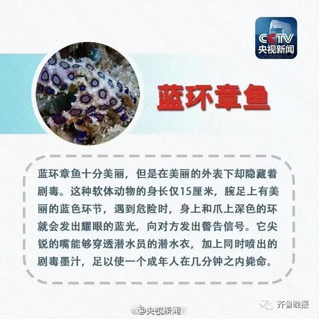 
北京同仁医院黄牛代挂号电话票贩子号贩子网上预约挂号,住院检查加快,火锅店惊现剧毒蓝环章鱼？网友在线请教能下锅吗，科普博主这样说