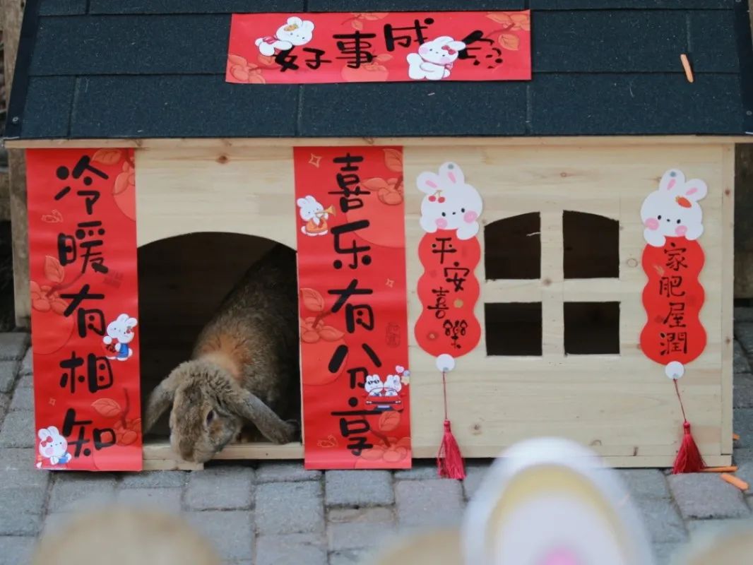 
北医三院黄牛代挂号电话票贩子号贩子网上预约挂号,住院检查加快,上海动物园展出多种品种兔，还规划出一条“兔形”徒步路线