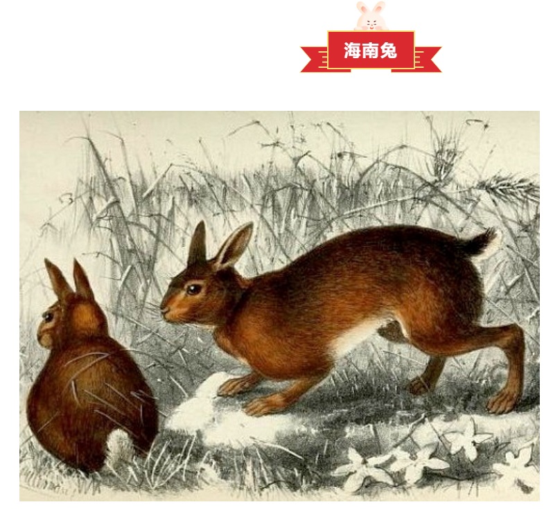 这些“老鼠”居然是“兔子” 一块儿熟悉我国的兔兔们