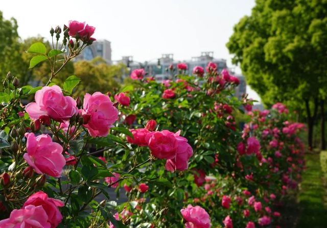 
北京中医药大学东直门医院黄牛代挂号电话票贩子号贩子网上预约挂号,住院检查加快,金山区前京大道（卫清西路-板桥西路）成功创建市级绿化特色示范道路