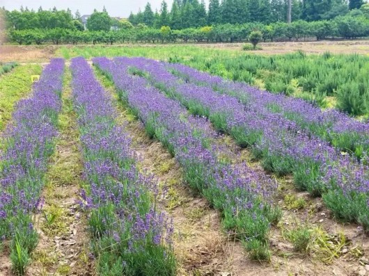 
中山大学附属第一医院黄牛代挂号电话票贩子号贩子网上预约挂号,住院检查加快,“真香”预警！崇明这里有一处“神奇”的园子