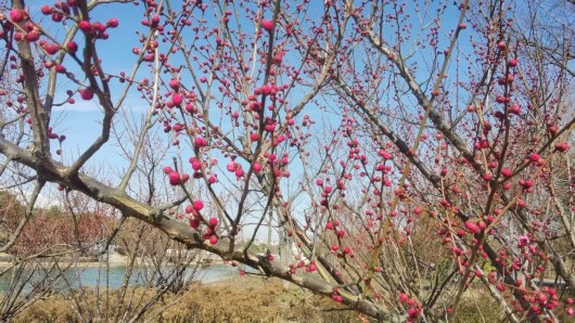 
北大口腔医院黄牛代挂号电话票贩子号贩子网上预约挂号,住院检查加快,长宁这些地方的报春花开了，春天来了！