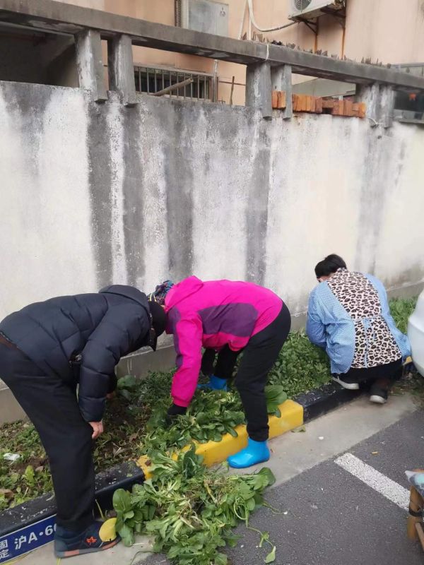 
首都医科大学附属阜外医院黄牛代挂号电话票贩子号贩子网上预约挂号,住院检查加快,莘庄镇报春二居开展绿化带清除蔬菜活动