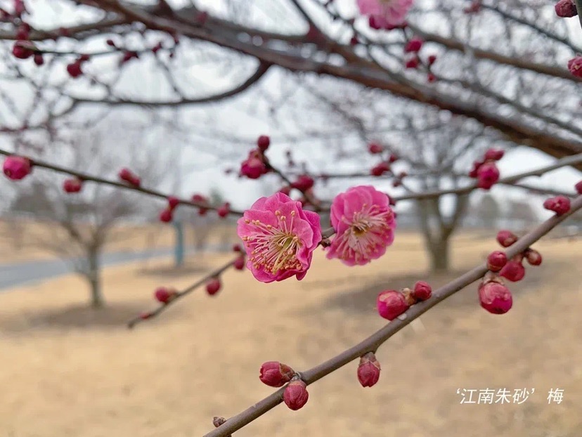 
首都医科大学附属安贞医院黄牛代挂号电话票贩子号贩子网上预约挂号,住院检查加快,辰山植物园部分梅花早花品种已经盛开 本月中下旬将迎整体盛花期