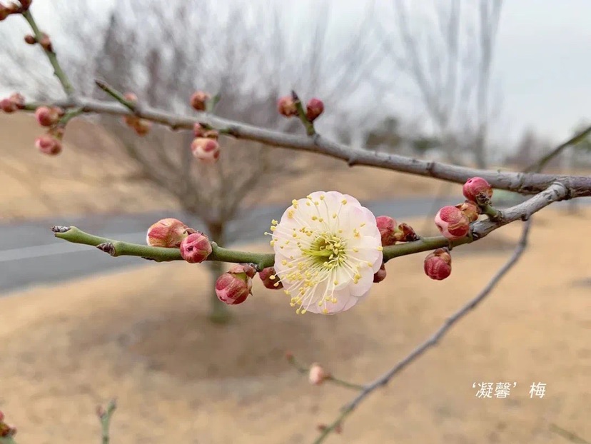 
首都医科大学附属安贞医院黄牛代挂号电话票贩子号贩子网上预约挂号,住院检查加快,辰山植物园部分梅花早花品种已经盛开 本月中下旬将迎整体盛花期