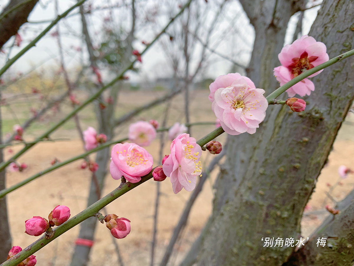 
上海各大医院黄牛代挂号电话票贩子号贩子网上预约挂号,住院检查加快,探梅寻春，上海梅花将于2月中旬进入最佳观赏期