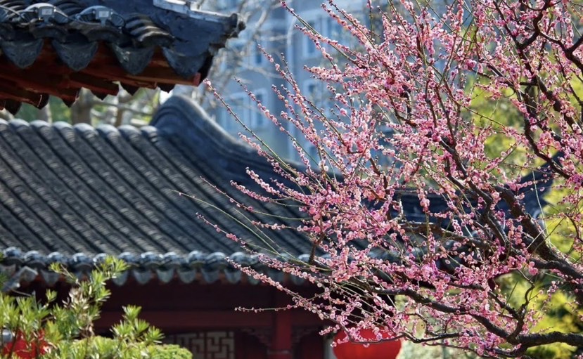 
浙江第一医院黄牛代挂号电话票贩子号贩子网上预约挂号,住院检查加快,申城梅花即将进入盛花期 观赏点位请收藏