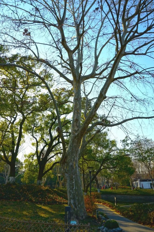 
东部战区总医院黄牛代挂号电话票贩子号贩子网上预约挂号,住院检查加快,静安古树阅览室第四篇：六个树种汇聚一园，闸北公园有个“古树大家庭”