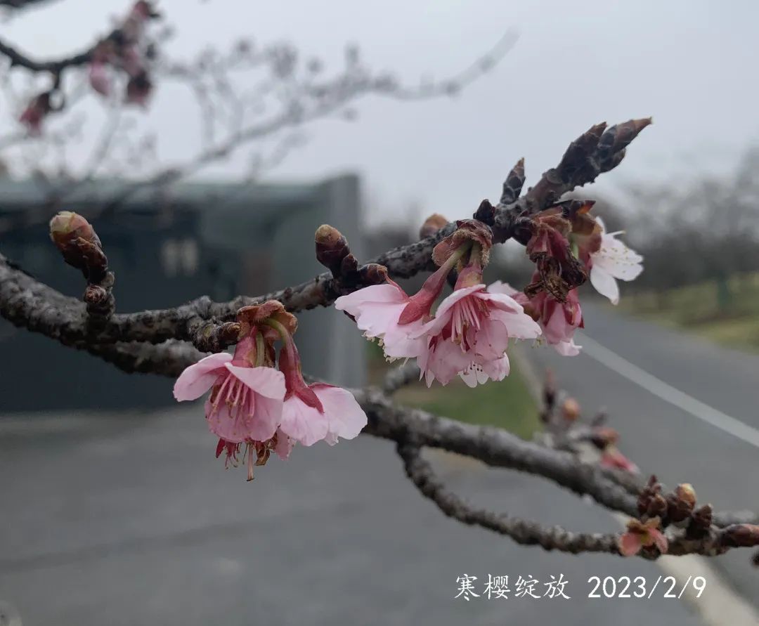 
中山大学孙逸仙纪念医院黄牛代挂号电话票贩子号贩子网上预约挂号,住院检查加快,上海辰山植物园寒樱开花量达30%，连绵阴雨低温减缓开花步伐